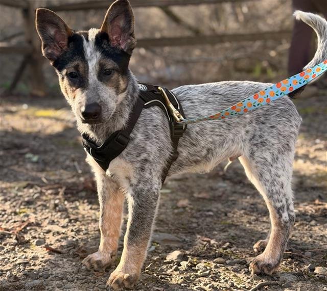 *SUSHI - German Shepherd Dog available for adoption