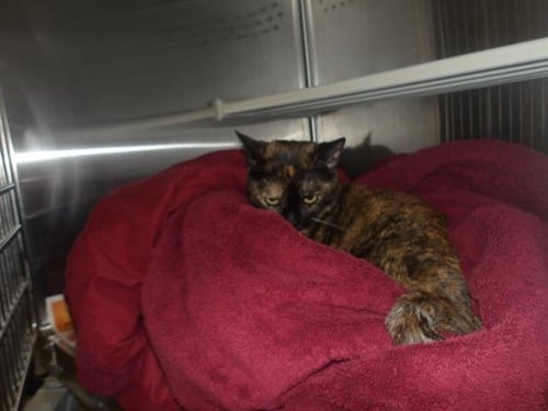 SHIMI - Domestic Medium Hair available for adoption