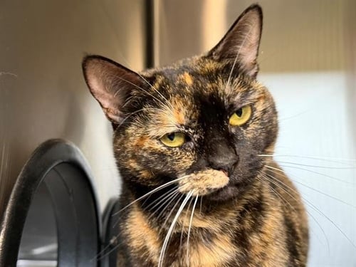 SHIMI - Domestic Medium Hair available for adoption