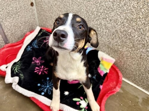 *MACARON - Australian Cattle Dog/Blue Heeler / Catahoula Leopard Dog available for adoption