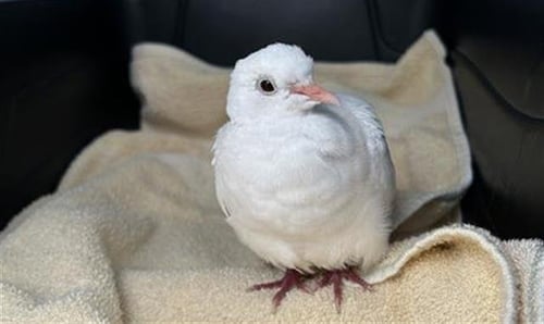 *MAZ - Dove available for adoption