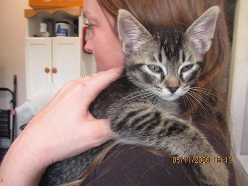 HANK - Domestic Short Hair available for adoption
