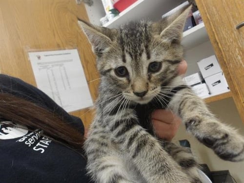 *MACHA - Domestic Short Hair available for adoption