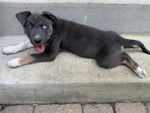 *RORY - Siberian Husky available for adoption