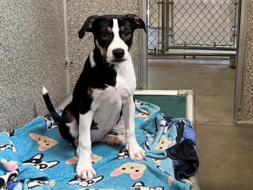 *ANTIGONE - Pit Bull Terrier available for adoption