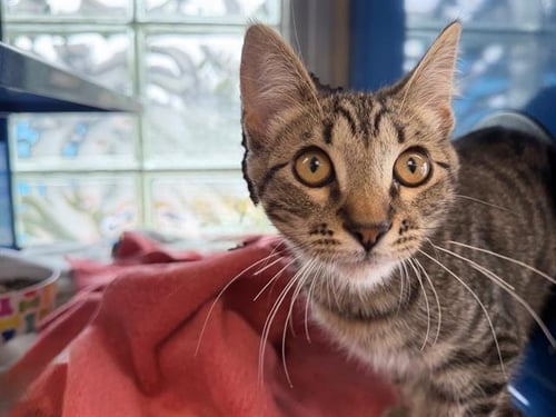 *TOBIAS - Domestic Short Hair available for adoption