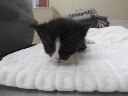 *SAWYER - Domestic Short Hair available for adoption