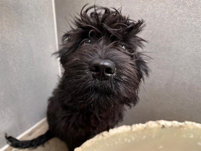 *NED - Golden Retriever / Poodle (Standard) available for adoption