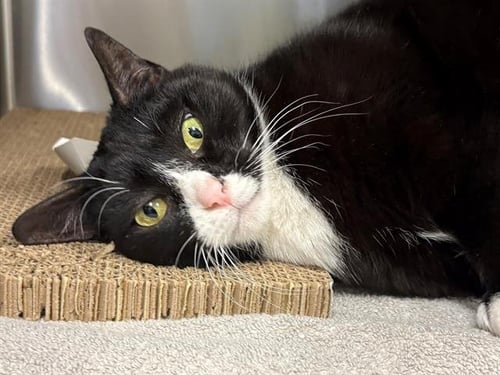 CHLOE - Domestic Short Hair available for adoption