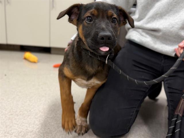 *TERRENCE - Rottweiler available for adoption