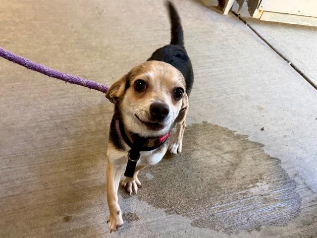 MOCHI - Chihuahua available for adoption