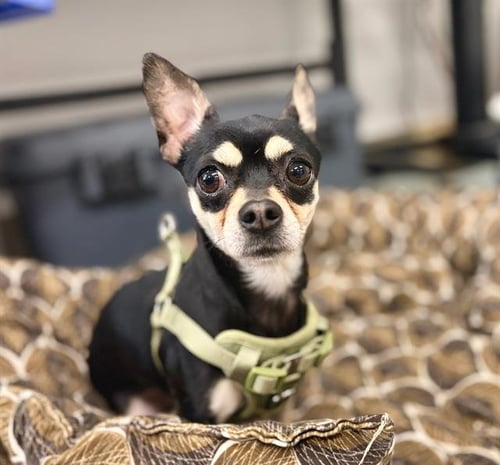 *ELIAS - Chihuahua available for adoption