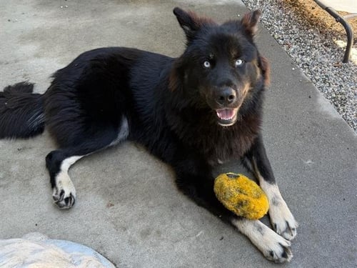 *SONIC - Siberian Husky available for adoption