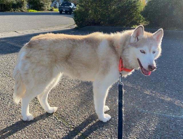 ELSA - Siberian Husky available for adoption