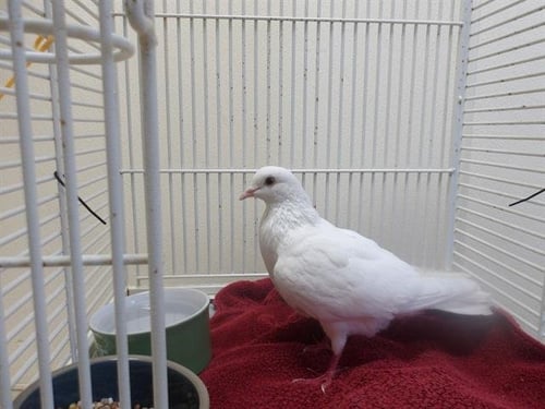 A443561 - Pigeon available for adoption