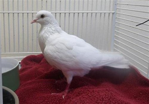 *ECHO - Pigeon available for adoption