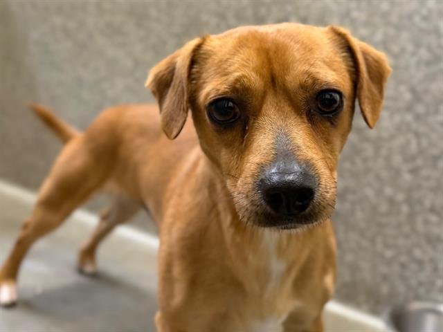 NERON - Dachshund available for adoption