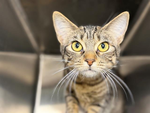 *RAMONA - Domestic Short Hair available for adoption