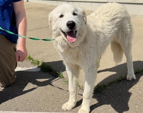 *MASON - Great Pyrenees available for adoption