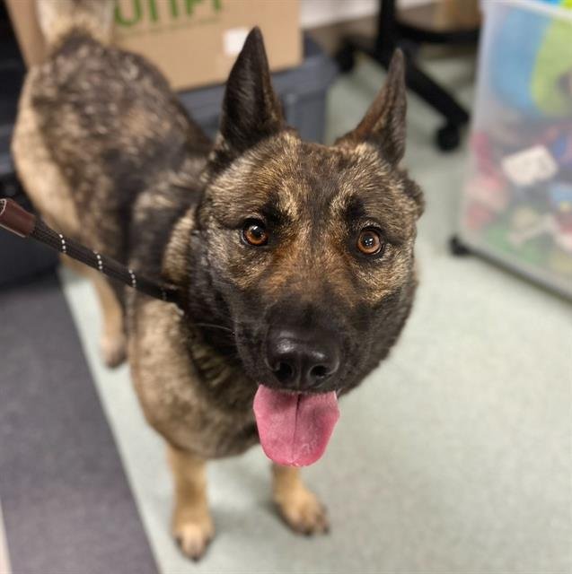 *HILDA - German Shepherd Dog available for adoption