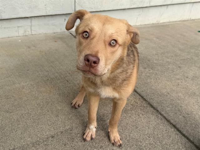 *TANNER - Australian Cattle Dog/Blue Heeler available for adoption