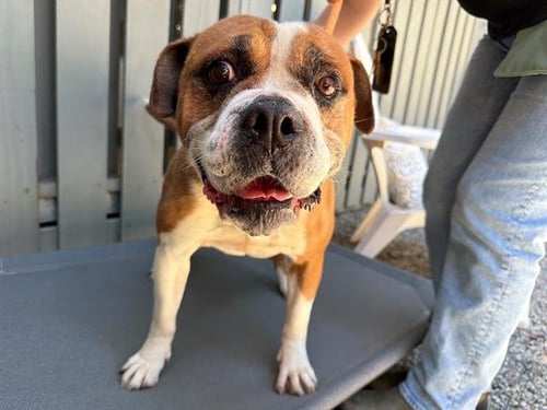 PANDA - Bulldog for adoption in Santa Rosa