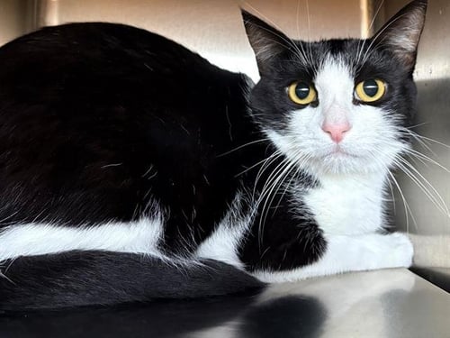 LIZ LEMON - Domestic Short Hair available for adoption