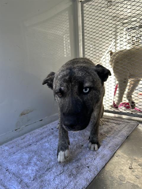 *LINDSEY - Queensland Heeler available for adoption