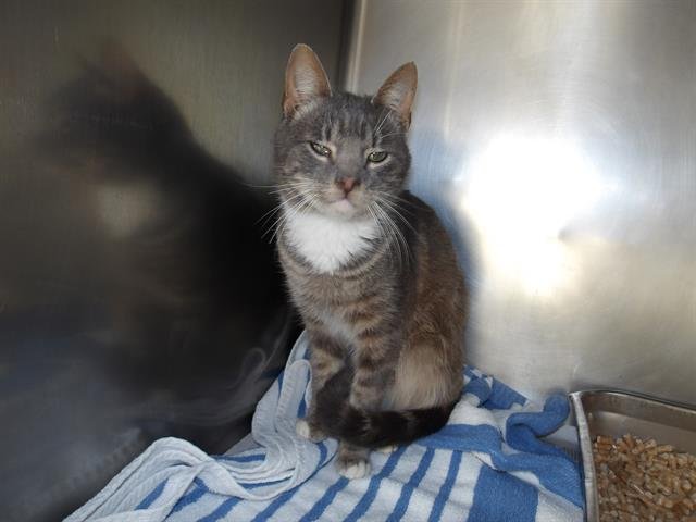 *PAYTON - Domestic Short Hair available for adoption