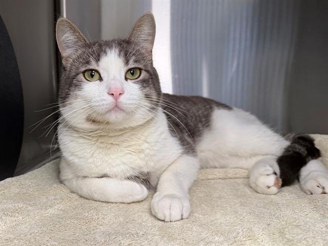 *PISTOLA - Domestic Short Hair available for adoption