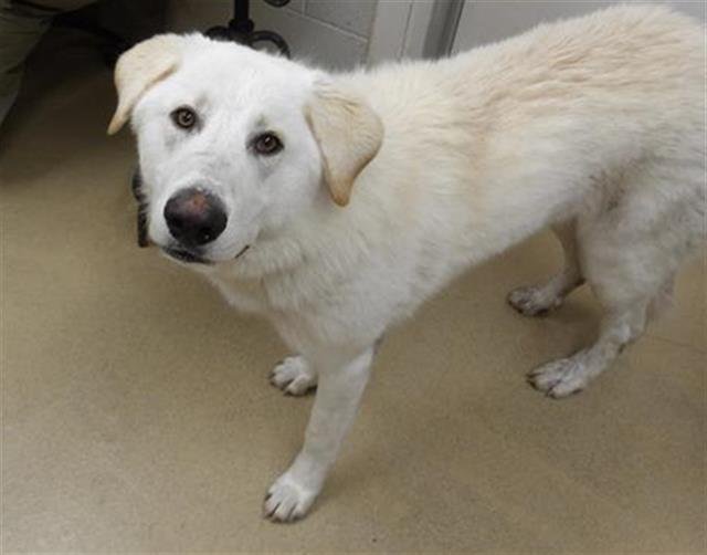 *GOUDA - Great Pyrenees available for adoption