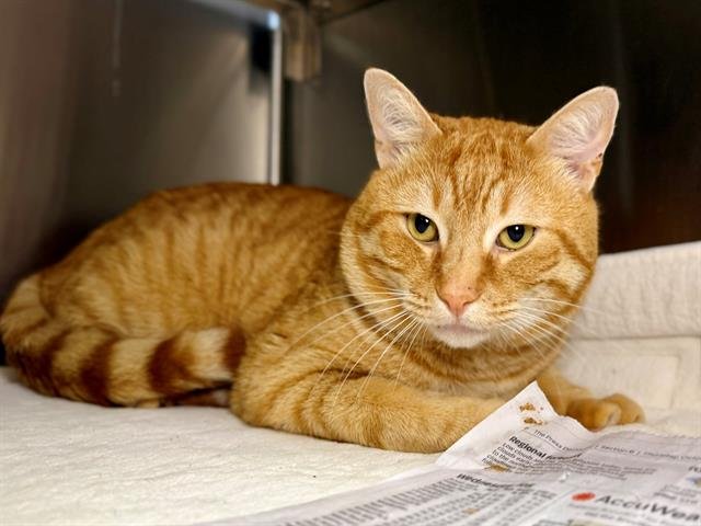 *EMMETT - Domestic Short Hair available for adoption