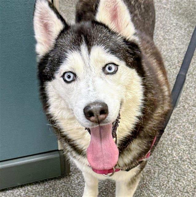 AVALANCHE - Husky available for adoption