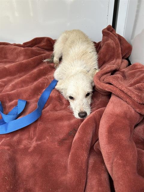 *LOUIS - Chihuahua available for adoption