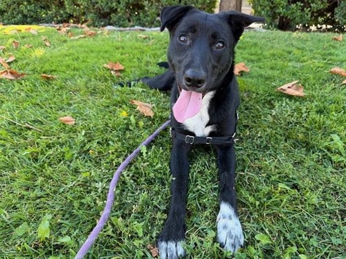 *LAINEY - Border Collie available for adoption