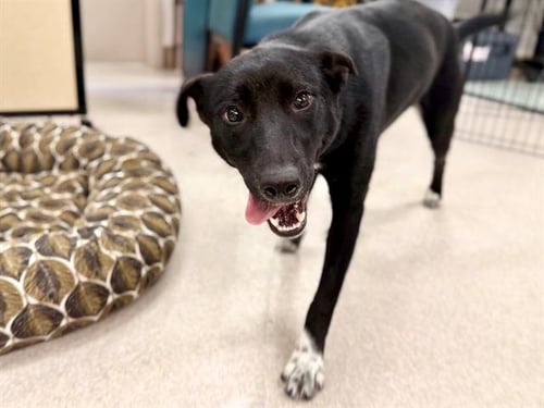 *LAINEY - Border Collie available for adoption