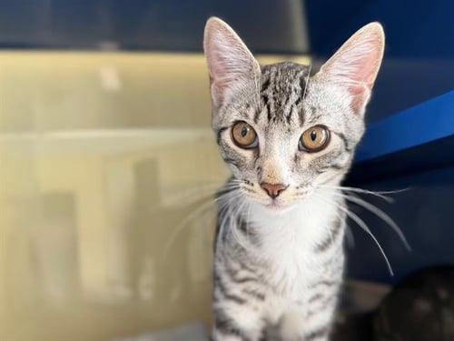 *SULTAN - Domestic Short Hair available for adoption