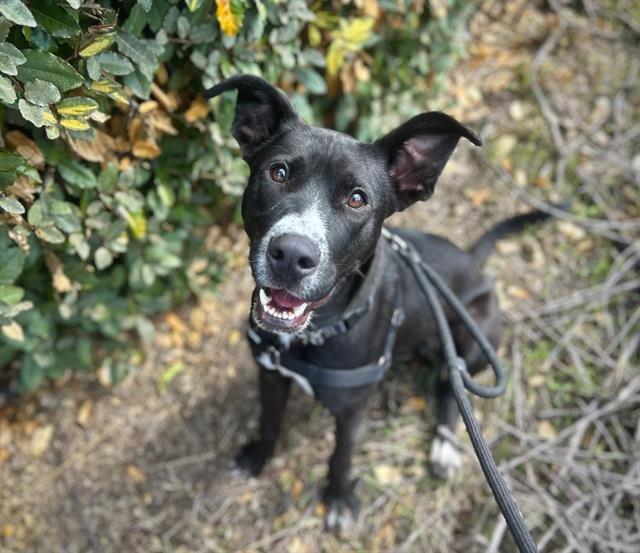 NIKO - Pit Bull Terrier / Australian Cattle Dog/Blue Heeler available for adoption