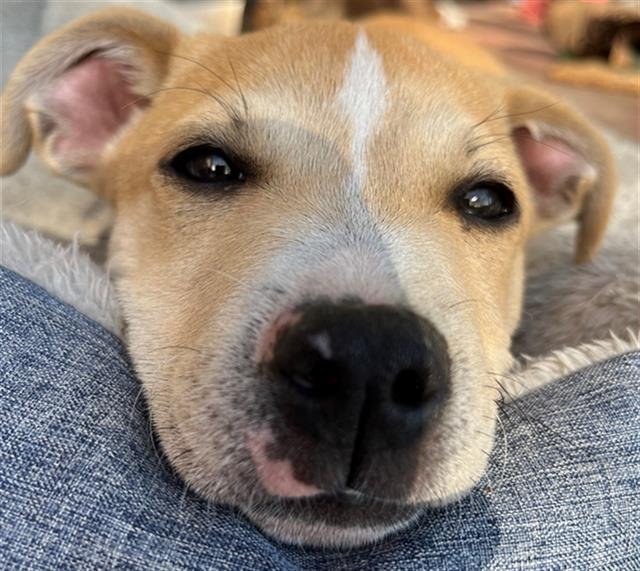 *PRINCESS BUTTERCUP - Pit Bull Terrier available for adoption