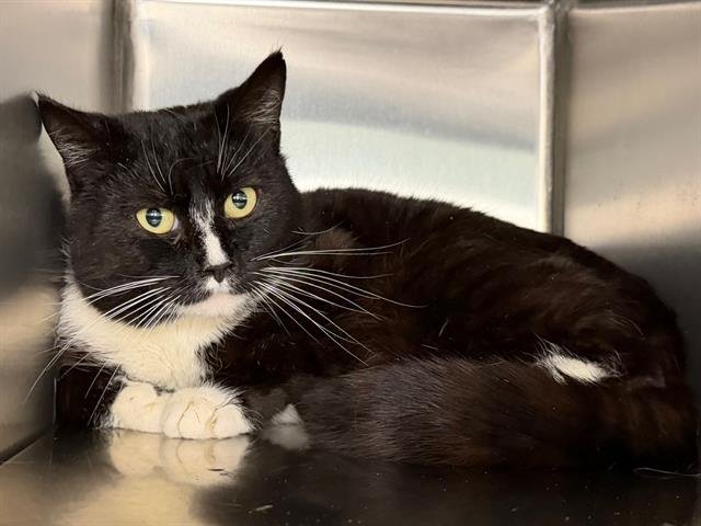 *DRUE - Domestic Short Hair available for adoption