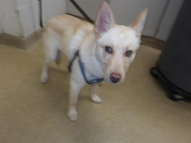 *COSMO - Siberian Husky / Labrador Retriever available for adoption