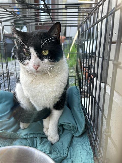 *LENNY - Domestic Short Hair available for adoption