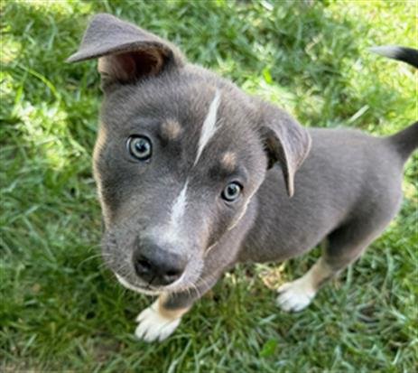 *ANDY - Siberian Husky available for adoption