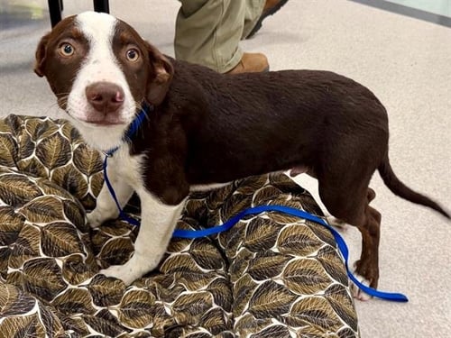 *NAPOLEON - Australian Cattle Dog/Blue Heeler / Catahoula Leopard Dog available for adoption