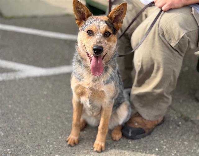 *LUMI - Australian Cattle Dog/Blue Heeler available for adoption