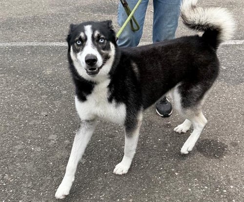 *SULLY - Siberian Husky available for adoption