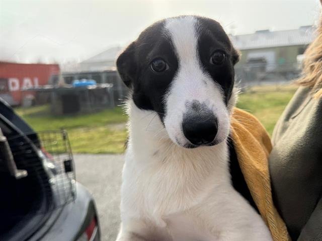 *BAXTER - Border Collie available for adoption