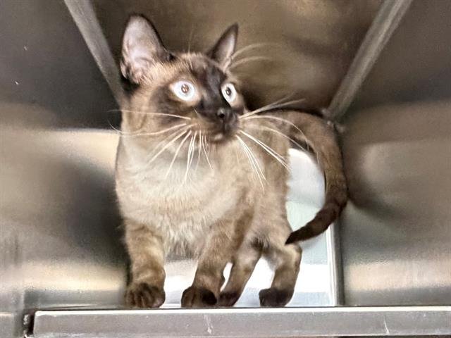 MUNCHKIN - Siamese available for adoption