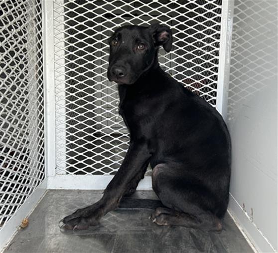 *GOOSE - Doberman Pinscher available for adoption