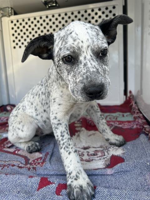 *ELANA - Australian Cattle Dog/Blue Heeler available for adoption